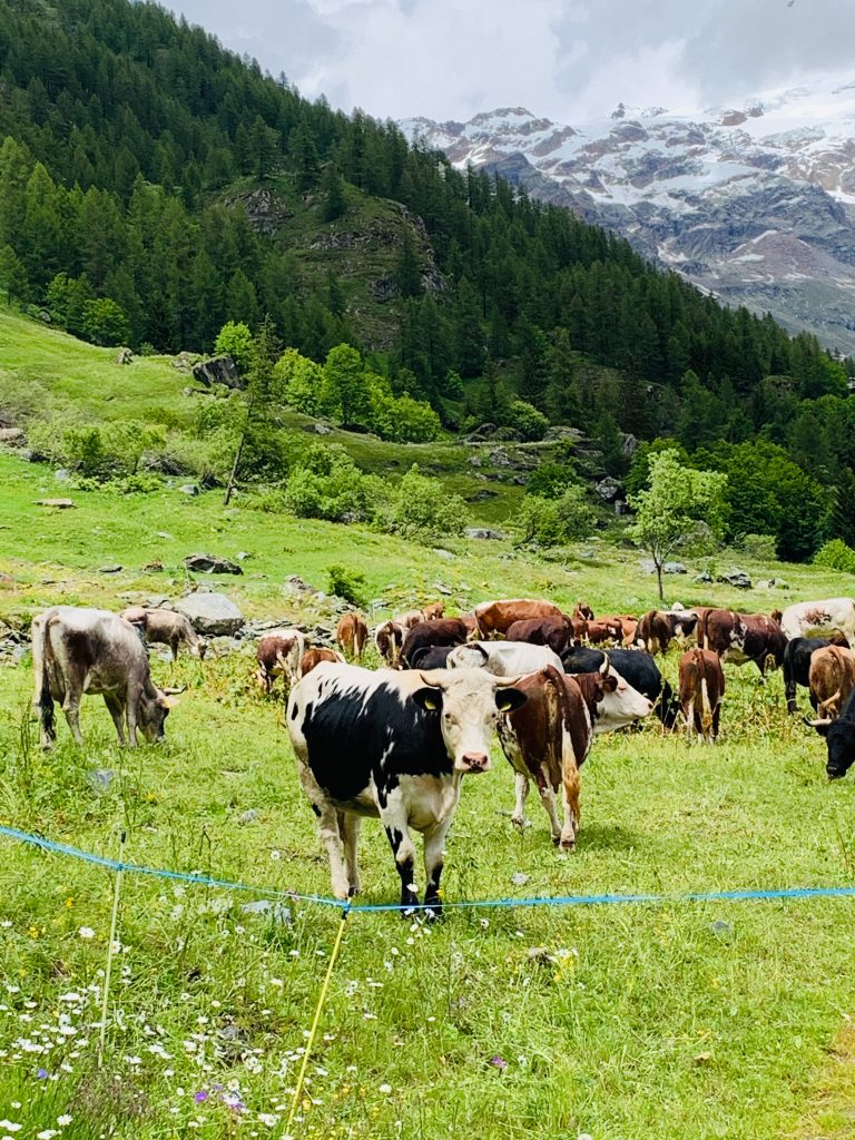 Cows on a hilly pasture, fenced in with electric fencing